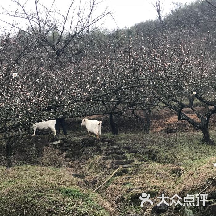 王坛东村十里梅廊