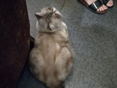 -猫色咖啡·猫咖