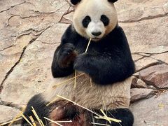 -广州长隆野生动物世界