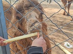 -长白岛森林公园