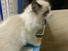 -安安宠医·安宠宠物医院