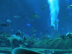 -亚特兰蒂斯•OSSIANO奥西亚诺海底餐厅