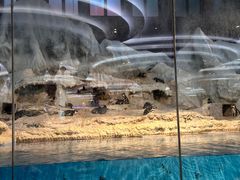 -帝企鹅自助餐厅•儿童岛•真企鹅(长隆企鹅酒店)