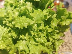-安又胖韩国烤肉