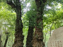 -长春市南湖公园