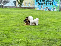 -趣玩宠物乐园寄养训犬训狗游泳池
