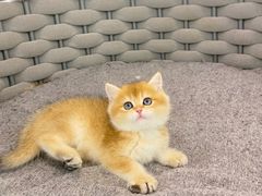 -lincat·猫舍(广州店)