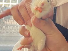 -怪兽屋·羊驼·猫咖·狗咖(俊华广场店)