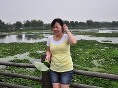-荷塘月色湿地公园·向阳花洲