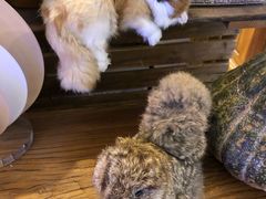 -乡田小墅(展览馆路JK FUN商城店)