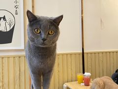 -Catmate·猫肥家润(金润铂宫店)