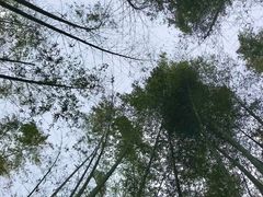 -蜀南竹海景区