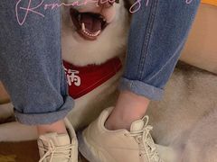 -Husky Go! 哈士奇体验馆·宠物咖啡厅狗咖