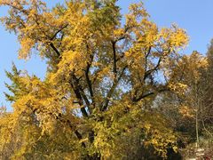 -千年银杏谷文化旅游区
