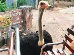 -清迈夜间动物园