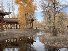 -金塔沙漠胡杨林景区