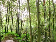 -老张烤羊(王哥庄店)