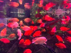 -梦幻海洋王国(吾悦广场张家港店)
