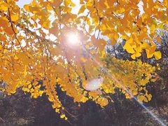 -千年银杏谷文化旅游区