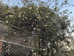 -喵屿·大理花园猫咖