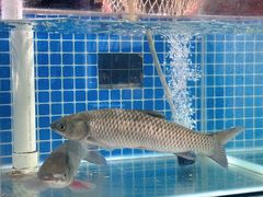 -祈胜邨•顺德鱼生•顺德菜(容桂店)