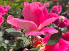 -中环花鸟鱼虫市场