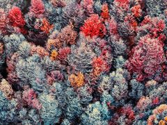 -罗红摄影艺术馆