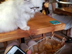 -more than meow吴止猫主题餐厅(承德 中船汇店)