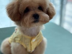 -帕帕拉兹宠物(亚洲旗舰店)