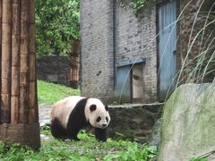 -都江堰中华大熊猫苑