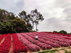 -松山湖梦幻百花洲