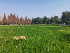 -合肥滨湖国家森林公园