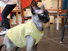 -猫小院猫主题餐厅(南锣旗舰店)
