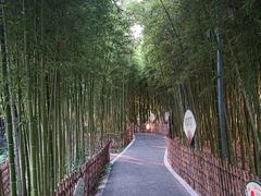 -陈家山荷花公园