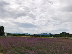 -北京东方普罗旺斯薰衣草庄园