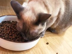 -滚猫咖啡·猫咖·猫友好撸猫(未来城店)