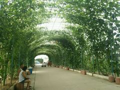android_upload_pic-北戴河集发农业梦想王国