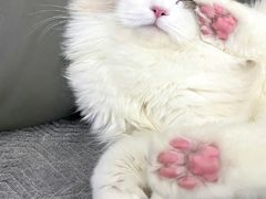 -宠物星动物医院·眼科·异宠·猫科(江南大道总院)