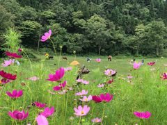 -武陵山森林公园