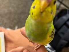 -深圳鸟咖鹦花岛