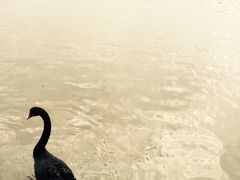 -邢记板栗(铜陵二店)