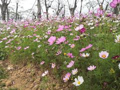 -芒洲湿地公园