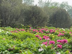-莲花池公园