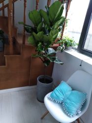 -安那般那皮肤年轻化ANAPANA