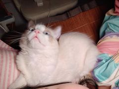 -汪喵宠物医院·骨科心脏影像·犬猫急重症ICU诊疗中心(成华分院)