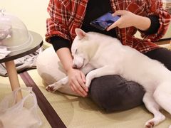 -逗柴咖啡屋·狗咖猫咖宠物桌游