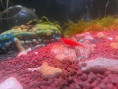 -上海大自然野生昆虫馆(东方明珠·爬宠昆虫探索中心)