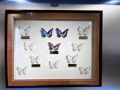 -上海昆虫博物馆