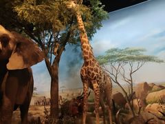 -陕西自然博物馆