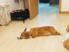 -多乐狗狗宠物训练工作室